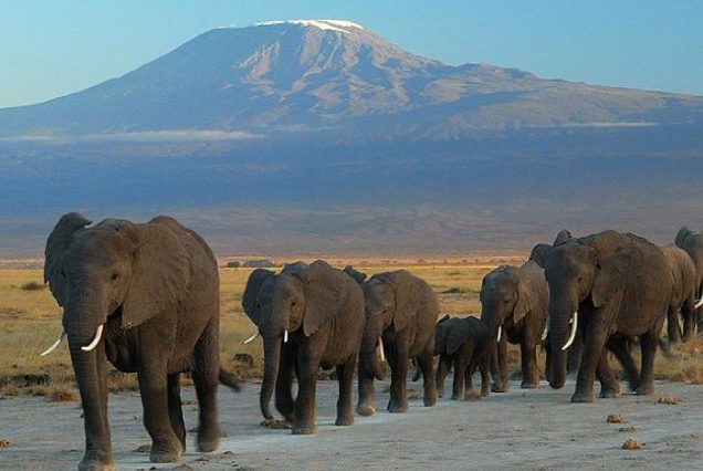 Kenya Tours and Safari Packages